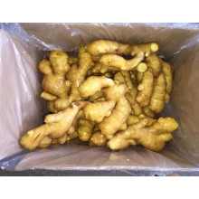 2016 Chinese Fresh Ginger Verteiler / Lieferant / Pflanzer Farm